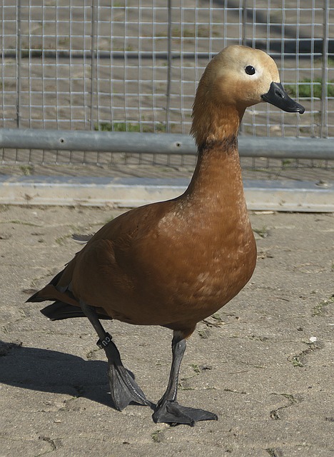 以来都是以